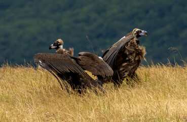 Cinereous vulture sitting on feeding station