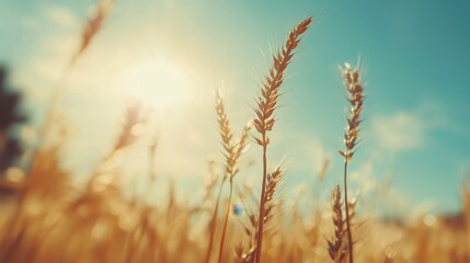 Fototapeta premium Golden Wheat Under Bright Sunlight