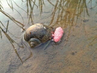 A golden snail (pomacea canaliculata) and its pink eggs © Cece