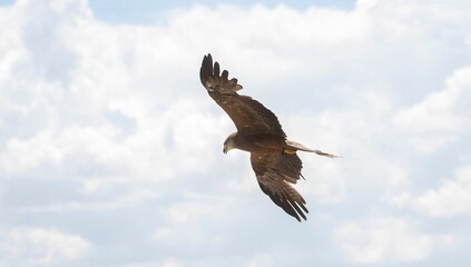 Eagle flying over the skies in search of food on a cloudy, clear summer day