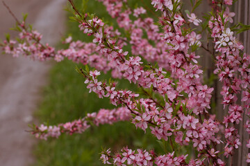 Obraz premium Almonds Flowers. Blossoming almonds on the branch by spring day.