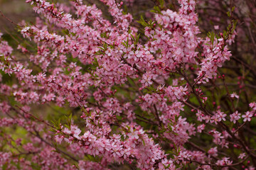 Almonds Flowers. Blossoming almonds on the branch by spring day.