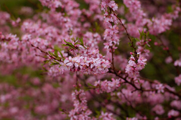 Almonds Flowers. Blossoming almonds on the branch by spring day.