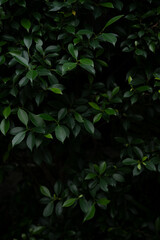 Small dark green tropical leaves background 