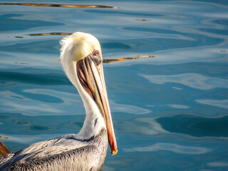 A close-up portrait of a majestic pelican with a long, colorful beak, gazing intently at the water...