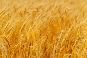 Clear Sky Over a Golden Wheat Field Ready for Harvest