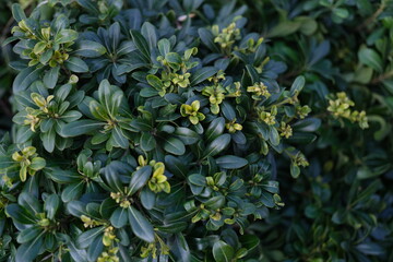 Obraz premium Vibrant and lush green leaves prominently showcasing fresh new buds in a beautifully textured natural setting