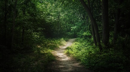 Obraz premium Enigmatic Forest Path Sunlit Trail Winding Through Lush Green Canopy, Mysterious Woods, Nature Photography
