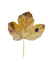 Herbstblatt (freigestellt)