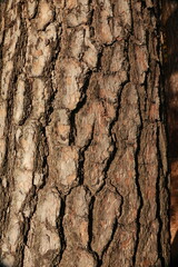 Obraz premium 소나무 껍질