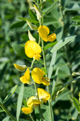 Beautiful Sunn hemp (crotalaria juncea) flowers.