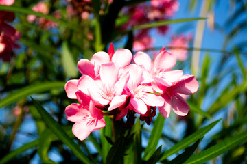 Sweet Oleander