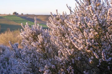 Lavender Flowers Blooming in Sunny Spring Meadow