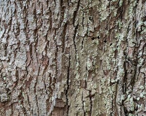 Obraz premium Lichen on the bark of a trunk