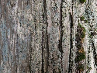 Obraz premium Moss and lichen on the bark of a trunk