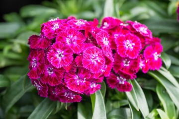 Beautiful Chinese Pink (dianthus chinensis) flowers.