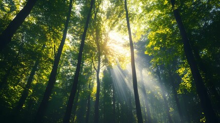 Obraz premium A serene forest scene with sunlight filtering through tall trees, creating a tranquil atmosphere filled with lush greenery.