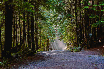 Sunlight filtering through trees on the Capilano Pacific forest trail in North Vancouver, BC.