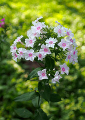 Blooming white phlox with a pink center