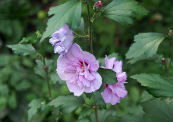 Flowers and leaves of Syrian hibiscus in the garden