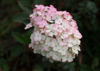 Fall color change in a popular hydrangea paniculate variety