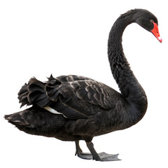 Fototapeta premium Black Swan. 