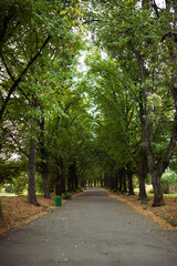 Fototapeta premium Cloudy weather in the botanical garden. Trees along the path. Kyiv, Ukraine.