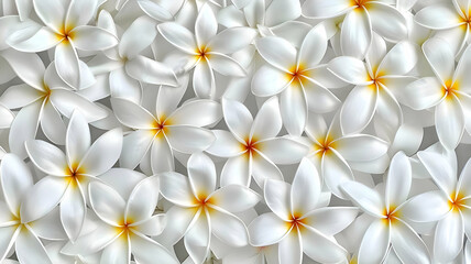 Fototapeta premium Close-up of beautiful white plumeria flowers