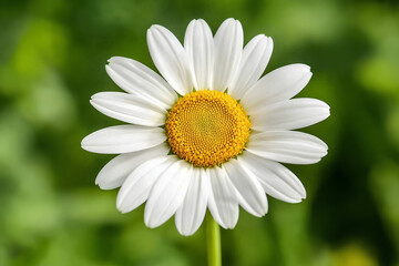 Obraz premium A white flower with yellow centers