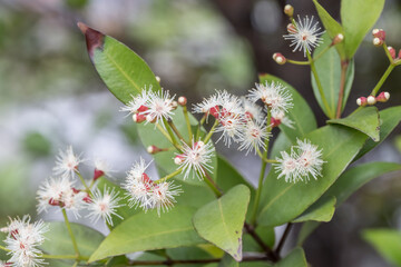 Fototapeta premium Beautiful Red Lip (syzygium myrtifolium) flowers.