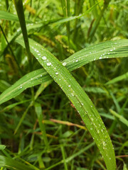 two Green blade of grass with drops after the rain