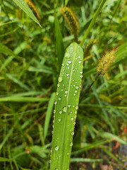 Fototapeta premium Green blade of grass with drops after the rain
