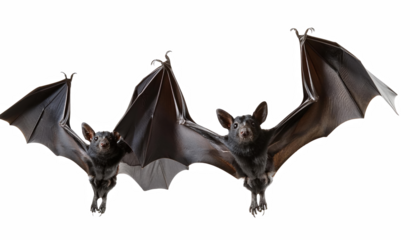 Flying Bats Night Wildlife Animals Nature Dark Background