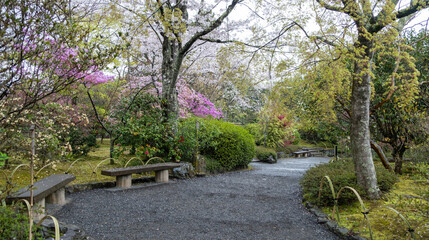 Empty footpath in a japanese garden, Blooming cherry trees and purple azalea flowers, Spring in Japan