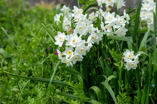 Narcissus blooming, white daffodil flowers closeup, paperwhite ornamental garden plant in Japan