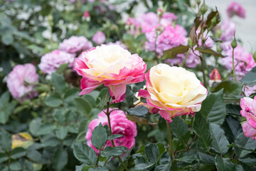 Fototapeta premium Beautiful roses in garden.