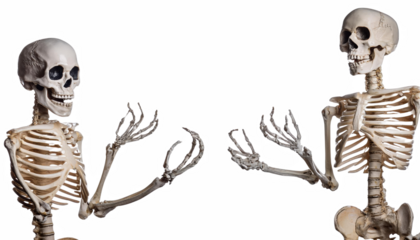 Two Skeletons Gesturing Anatomy Model Halloween Decor Human Skeleton Bone Structure Medical