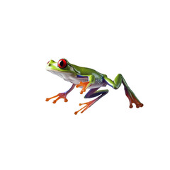 Obraz premium Red-Eyed Tree Frog