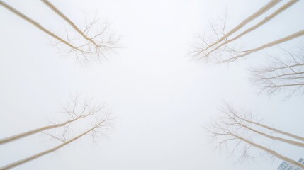 Obraz premium Frost-Covered Branches Against Pale Winter Sky - Nature and Environment