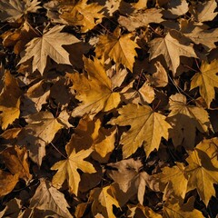 Fototapeta premium Photograph autumn leaves in golden light.