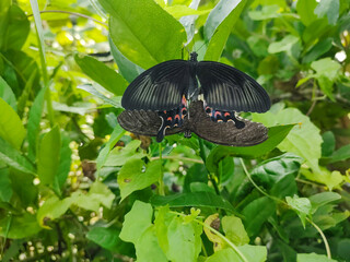 Close-Up of Two Black Butterflies Mating in a Lush Jungle Setting