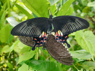 Close-Up of Two Black Butterflies Mating in a Lush Jungle Setting