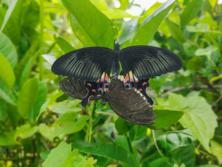 Close-Up of Two Black Butterflies Mating in a Lush Jungle Setting
