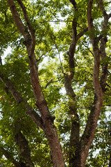 Red mahogany trunk abstract 