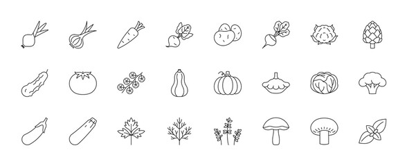 Vegetable, line icons. Big set with onion, garlic, carrots, potatoes, cucumber, tomato, pumpkin, eggplant, cabbage, broccoli, mushrooms, parsley, dill, thyme, basil, artichoke. Linear illustrations