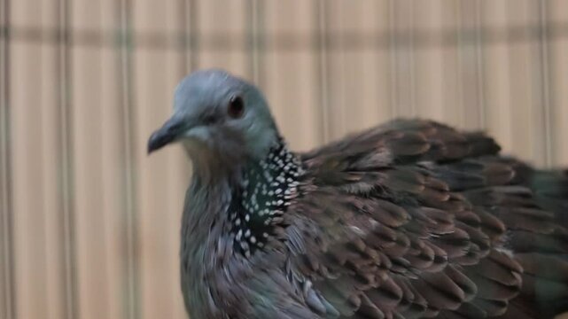 Cape turtle (ring neck) Asian pigeon (Streptopelia capicola) in cage, eye level view, close up.