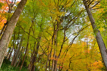 Fototapeta premium 紅葉した木々