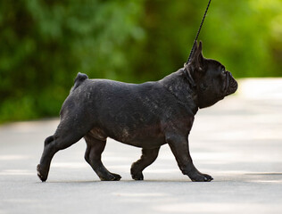 Obraz premium black french bulldog posing in the summer against a background of green trees