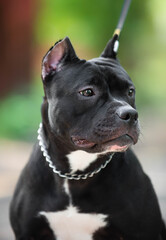 beautiful black pit bull dog on the street in the summer posing on a leash against the backdrop of a green park