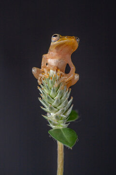 Golden bubble nest tree frog (Phialatus vittiger)